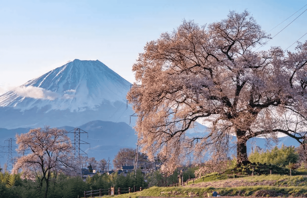 ทัวร์ซากุระ โตเกียว-เกียวโต-ฟูจิ